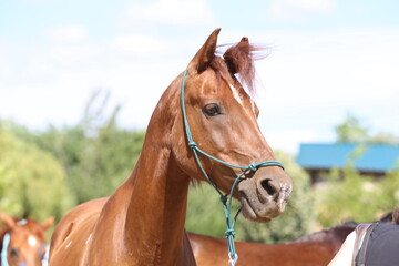 Detail of a saddle horse head closeup portrait in riding school. Closeup portrait of a beautiful...