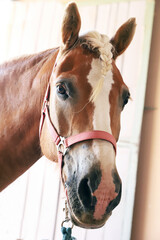 Detail of a saddle horse head closeup portrait in riding school. Closeup portrait of a beautiful...