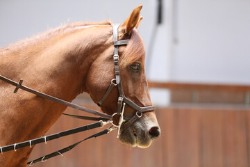 Detail of a saddle horse head closeup portrait in riding school. Closeup portrait of a beautiful...