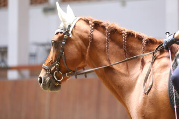 Detail of a saddle horse head closeup portrait in riding school. Closeup portrait of a beautiful...