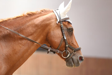 Detail of a saddle horse head closeup portrait in riding school. Closeup portrait of a beautiful school horse. Portrait of a beautiful horse