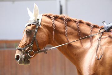 Detail of a saddle horse head closeup portrait in riding school. Closeup portrait of a beautiful school horse. Portrait of a beautiful horse