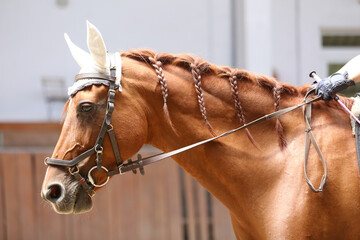 Detail of a saddle horse head closeup portrait in riding school. Closeup portrait of a beautiful...