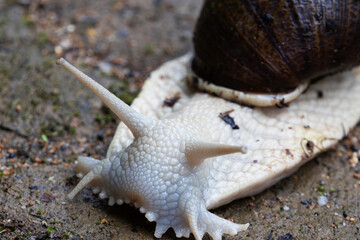 Giant Brazilian snail photographed up close, highlighting the texture of its body surface