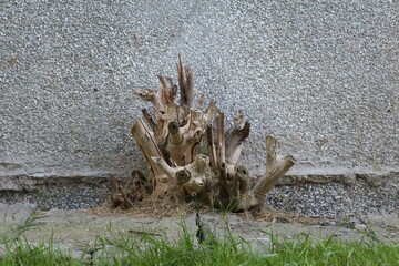 Cluster of dried brown plant material and twigs gathered against concrete wall surface