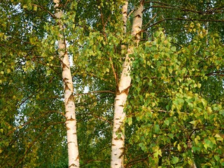 Fototapeta premium birches in the forest