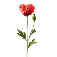 Vibrant red poppy flower with bud isolated on transparent background