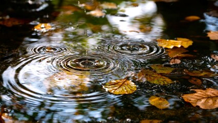 Rippling drops and gentle trembling of water over autumn leaves with reflections of trees, autumn season concept, after rain