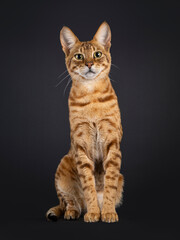 Handsome Savannah cat, sitting up facing front. Looking straight to camera. Isolated on a black background.