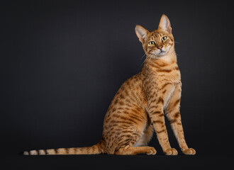 Handsome Savannah cat, sitting up side ways. Looking straight to camera. Isolated on a black background.
