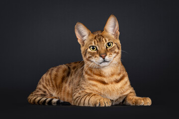 Handsome Savannah cat, laying down side ways. Looking straight to camera. Isolated on a black background.