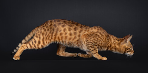 Handsome Savannah cat, walking side ways. LHead down in hunting pose. Isolated on a black background.