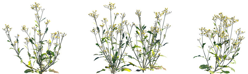 Set of Ixeris polycephala (commonly known as Many-Flowered Ixeris) isolated png on a transparent background perfectly cutout high resolution