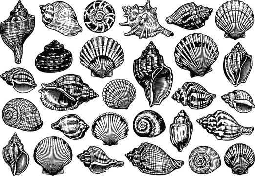 High-Detail Marine Shell Sketch Illustrations