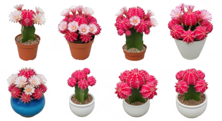 Vibrant Pink Cacti with Colorful Flowers in Various Decorative Pots for Stylish Home Decor and Gardening Enthusiasts, isolated on a transparent background