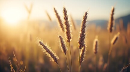 Fototapeta premium Golden wheat ears backlit by warm sunset light in a field agriculture