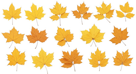Fototapeta premium Collection of Vibrant Yellow Maple Leaves Capturing the Essence of Autumn, isolated on a transparent background