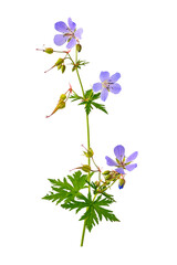 Wild geranium plant flower isolated on white 
