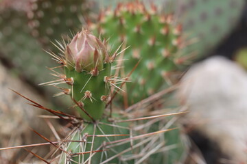 kaktus opuncja Opuntia Hybrida Rom 