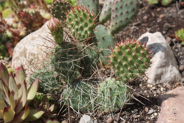 kaktus opuncja Opuntia Hybrida Rom 