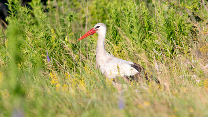white stork ciconia
