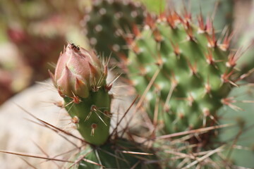kaktus opuncja Opuntia Hybrida Rom 