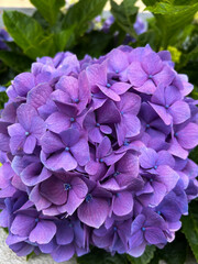 Blue hydrangea in the summer garden. Close-up. Nature background.