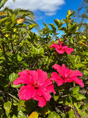 Red flower hibiscus in the summer garden. Madeira. Portuga