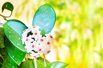 White flowers on green house plant. Hoya carnosa blooming, bunch of flowers on green leaves