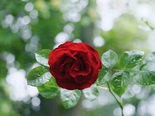 Farbenexplosion in der Natur, einzelne dunkelrote Rose blüht im Schatten prächtig natürlich