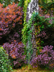 Farbenexplosion in der Natur, prächtig natürlich