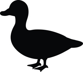 White Winged Scoter Duck in Flight Showing Strong Wing Pattern Silhouette Vector
