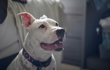 Pitbull blanco