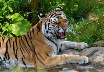 tiger in the zoo