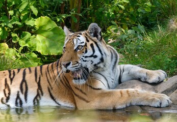 tiger in zoo