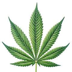 Detailed green cannabis leaf with serrated edges isolated on transparent background