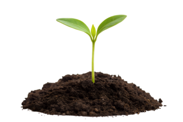 Fresh Green Sprout Emerging from Rich Soil