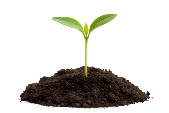 Fresh Green Sprout Emerging from Rich Soil