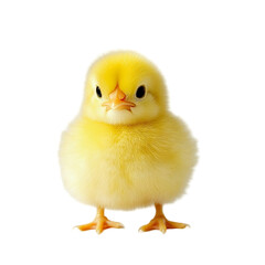 baby chicken on white background