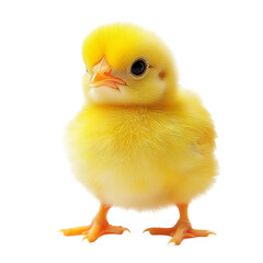 baby chicken on white background
