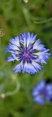 Kornblume