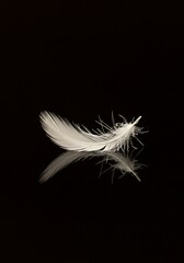Obraz premium Floating White Feather on Still Surface