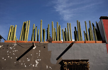 Fototapeta premium Casa colonial con cactus en san Miguel de Allende