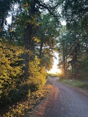 Fototapeta premium road in autumn forest
