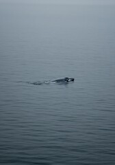 Fototapeta premium Single Whale Floating in Minimal Ocean Scene