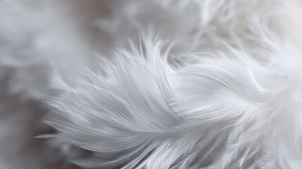 Obraz premium Background featuring soft white feather texture for creative design