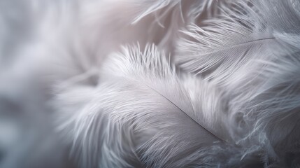 Obraz premium Background with soft feather texture for elegant design