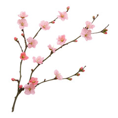 pink cherry blossom isolated On White Background