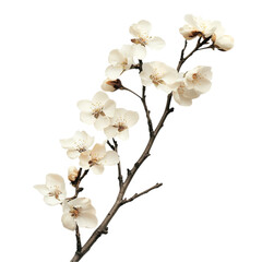 pink cherry blossom isolated On White Background