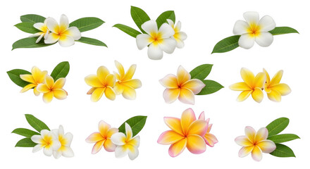 Beautiful Plumeria Flowers in Various Colors, Ideal for Tropical Themes and Floral Designs, isolated on a transparent background